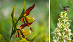 NATURERLEBNIS WILDER SCHWARZWALD