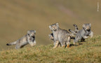 Wildlife Fotografien des Jahres - Portfolio 30
