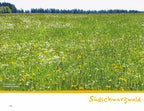 Wanderspaß mit Kindern - Schwarzwald