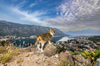 Katzen der Welt
