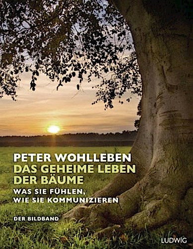 Das geheime Leben der Bäume