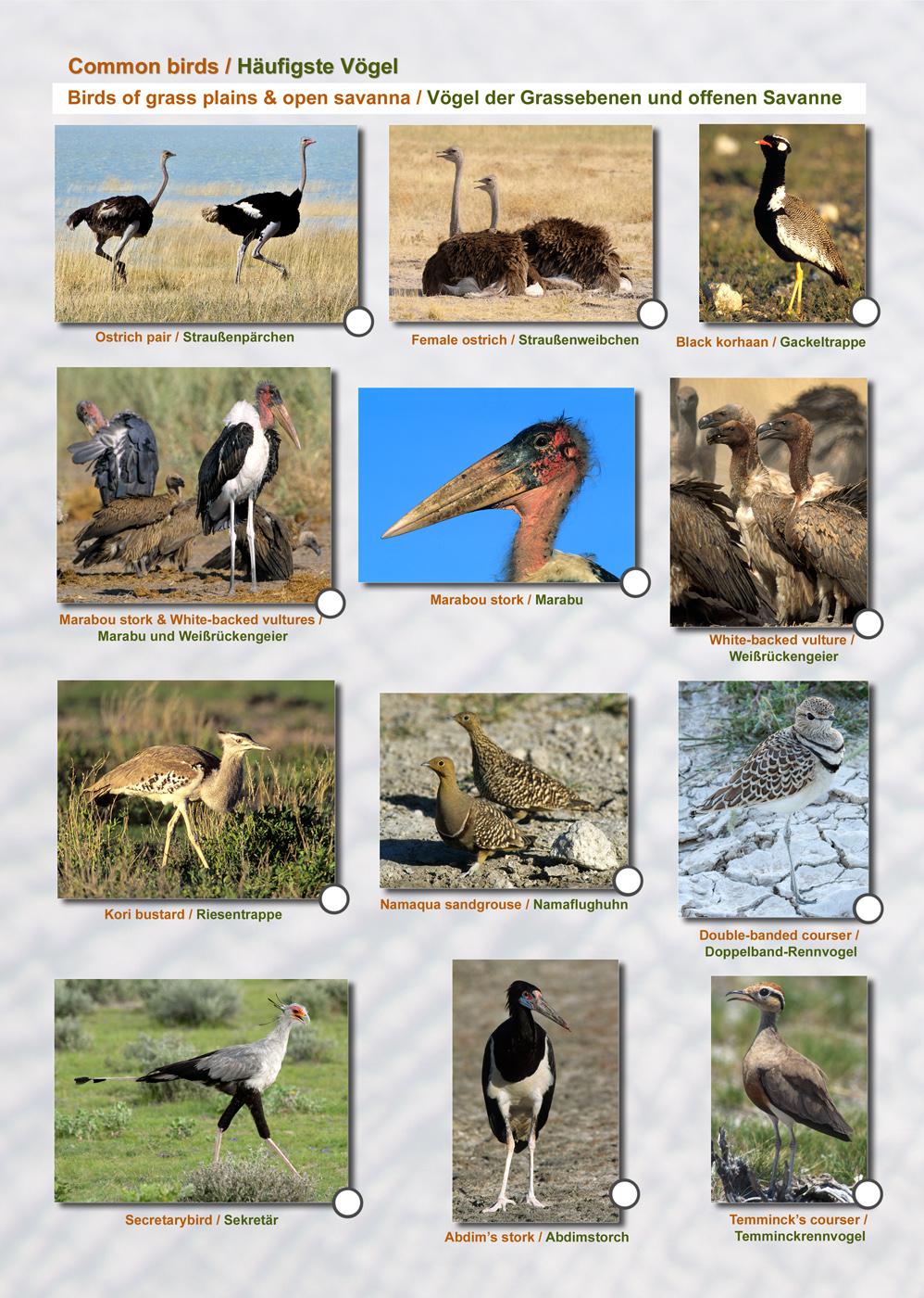 Das komplette Kartenset NAMIBIA (3-teilig)