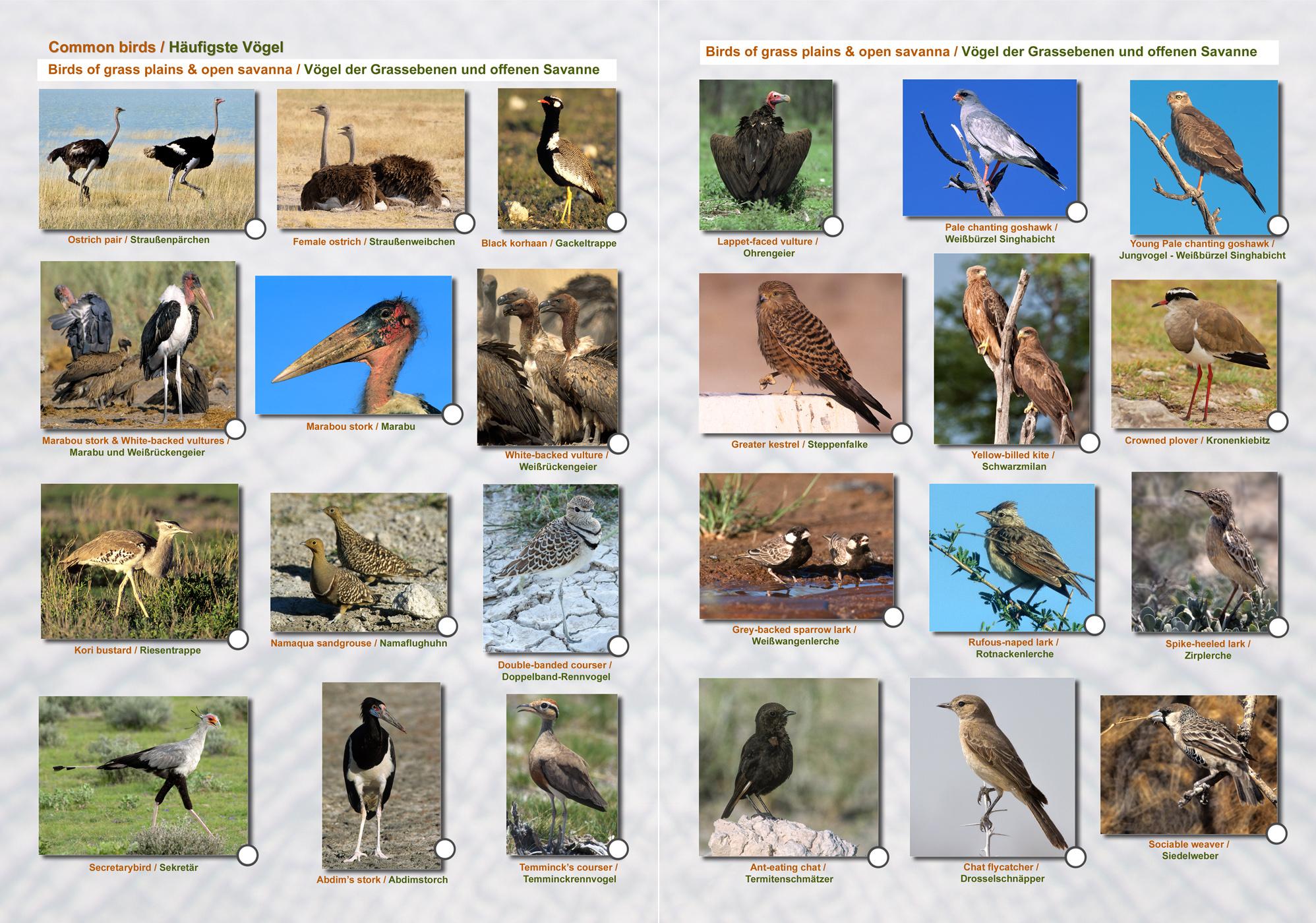 ETOSCHA KARTE (Etosha National Park, Namibia) mit Fotogalerie