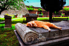 Katzen der Welt