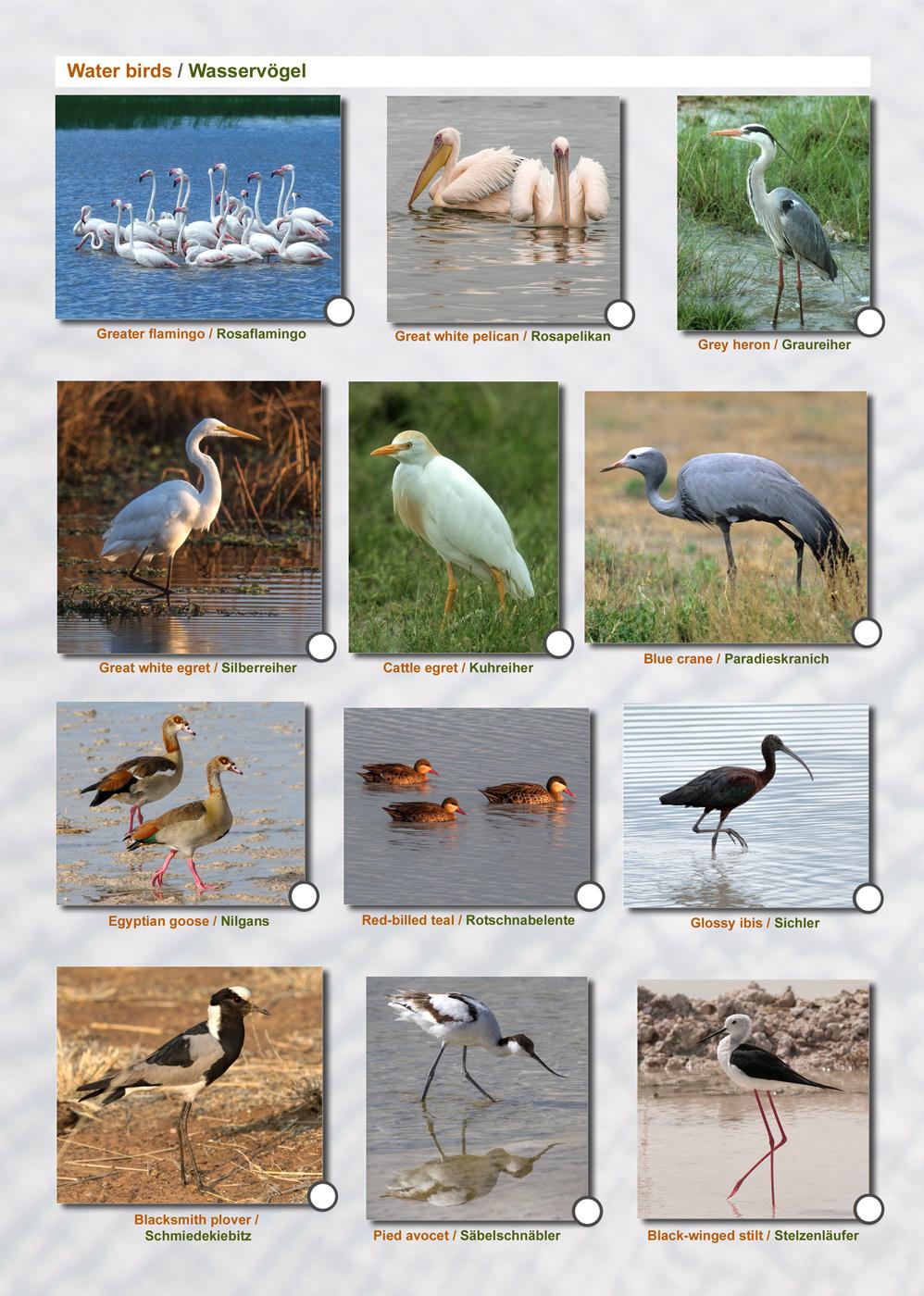 ETOSCHA KARTE (Etosha National Park, Namibia) mit Fotogalerie
