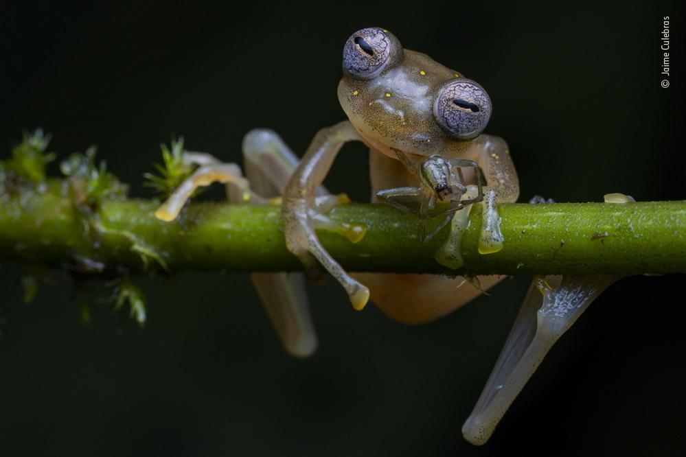 Wildlife Fotografien des Jahres - Portfolio 30.