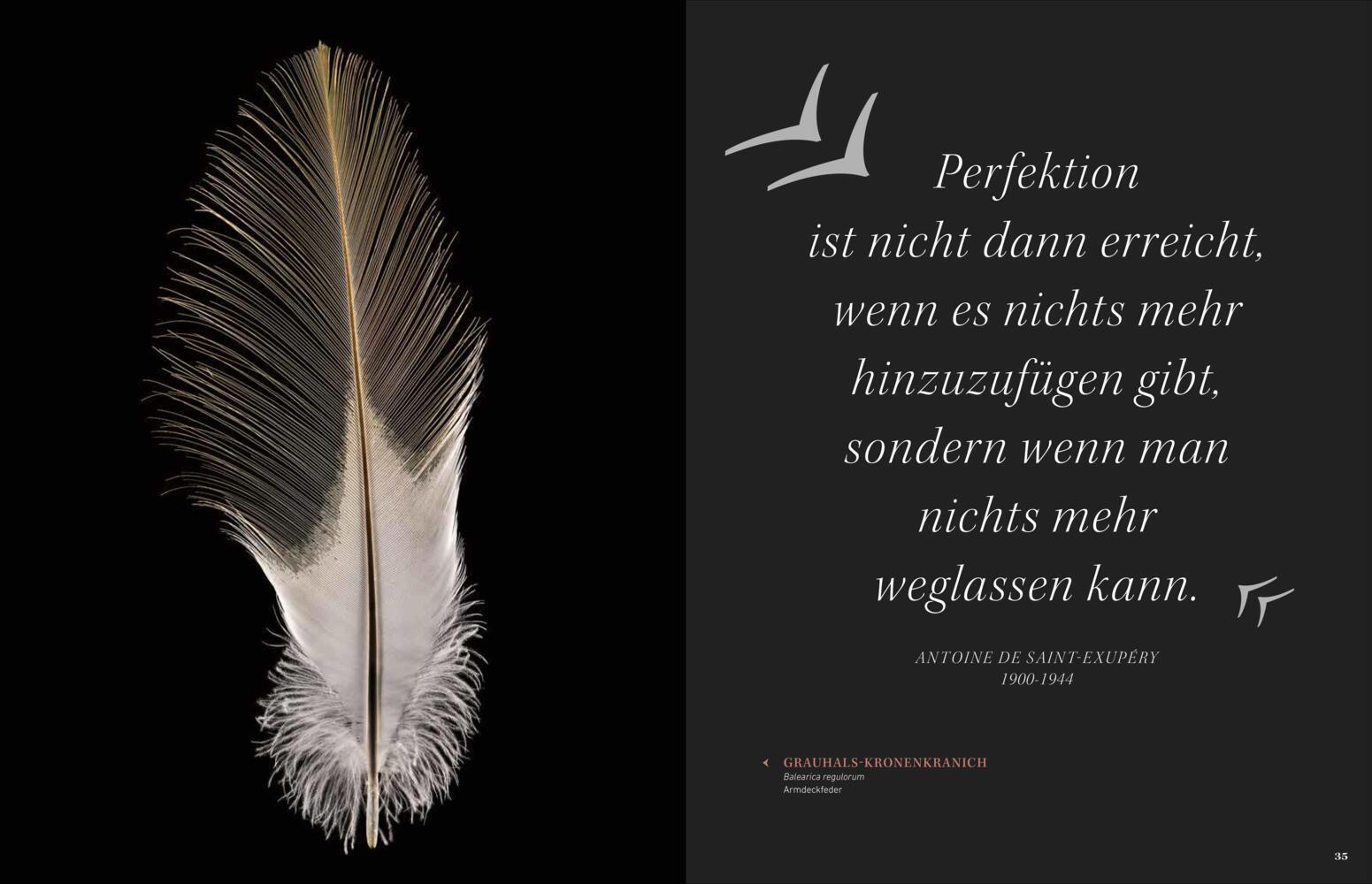 Bildband Federn: Meisterstücke der Evolution