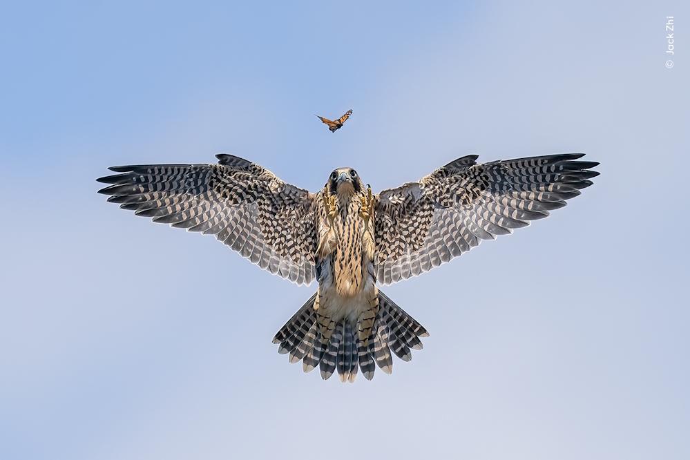 Wildlife Fotografien des Jahres - Portfolio 34