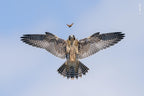 Wildlife Fotografien des Jahres - Portfolio 34