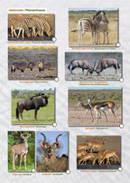 ETOSCHA KARTE (Etosha National Park, Namibia) mit Fotogalerie